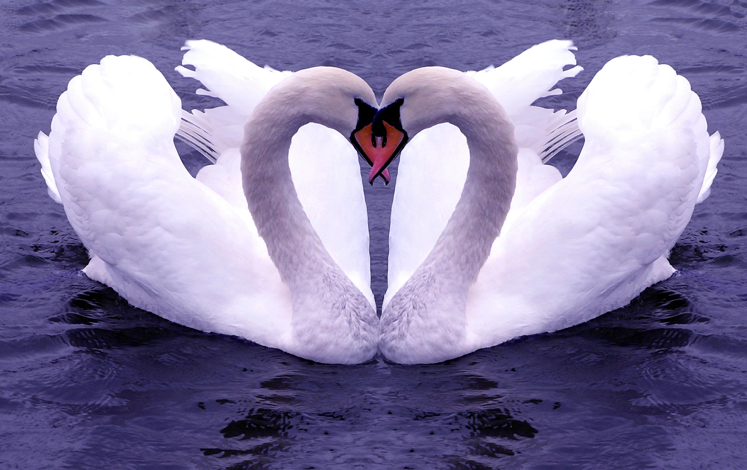 You are viewing the animals swans wallpaper named 