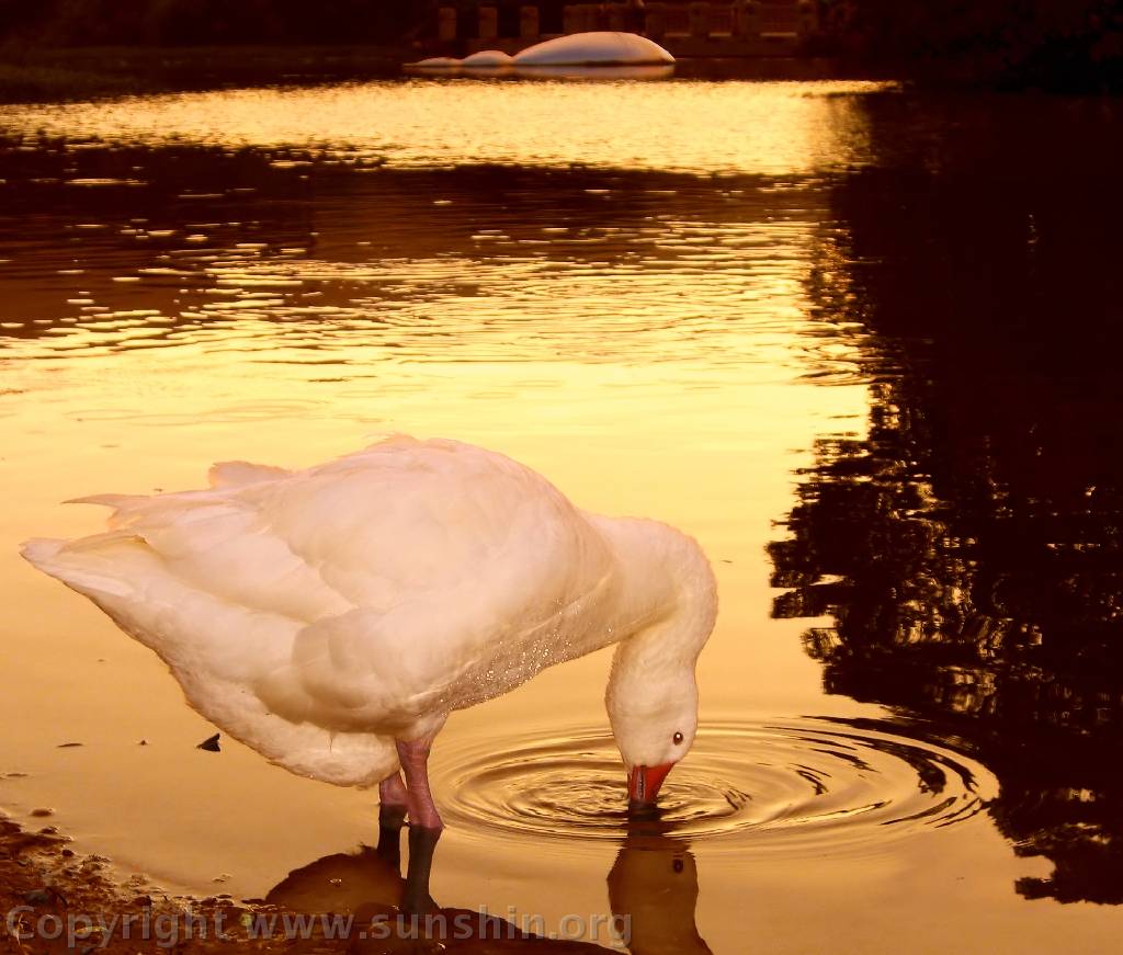 Swan 8