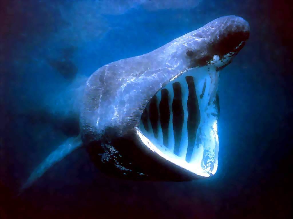 Whale 8