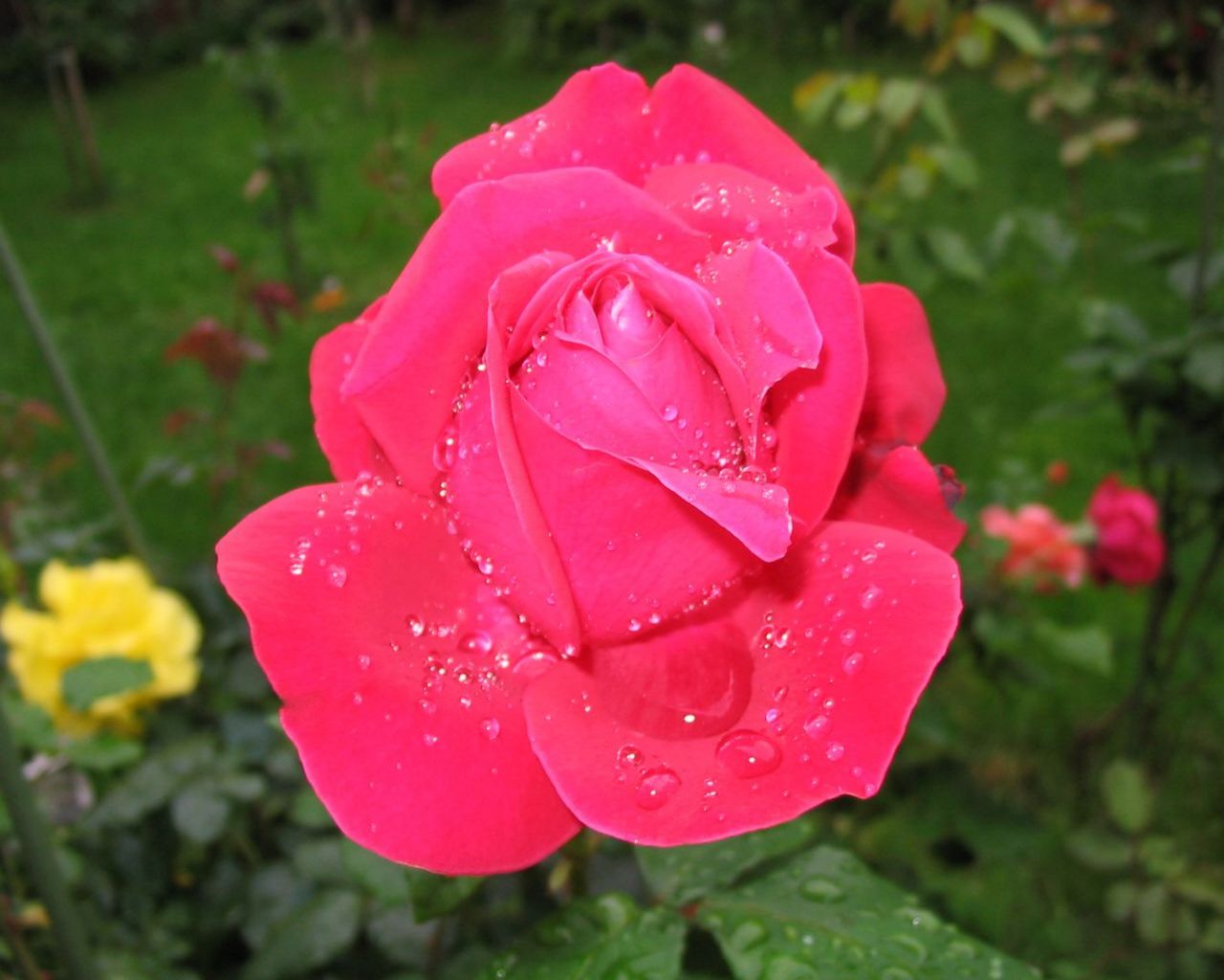 Flower 10