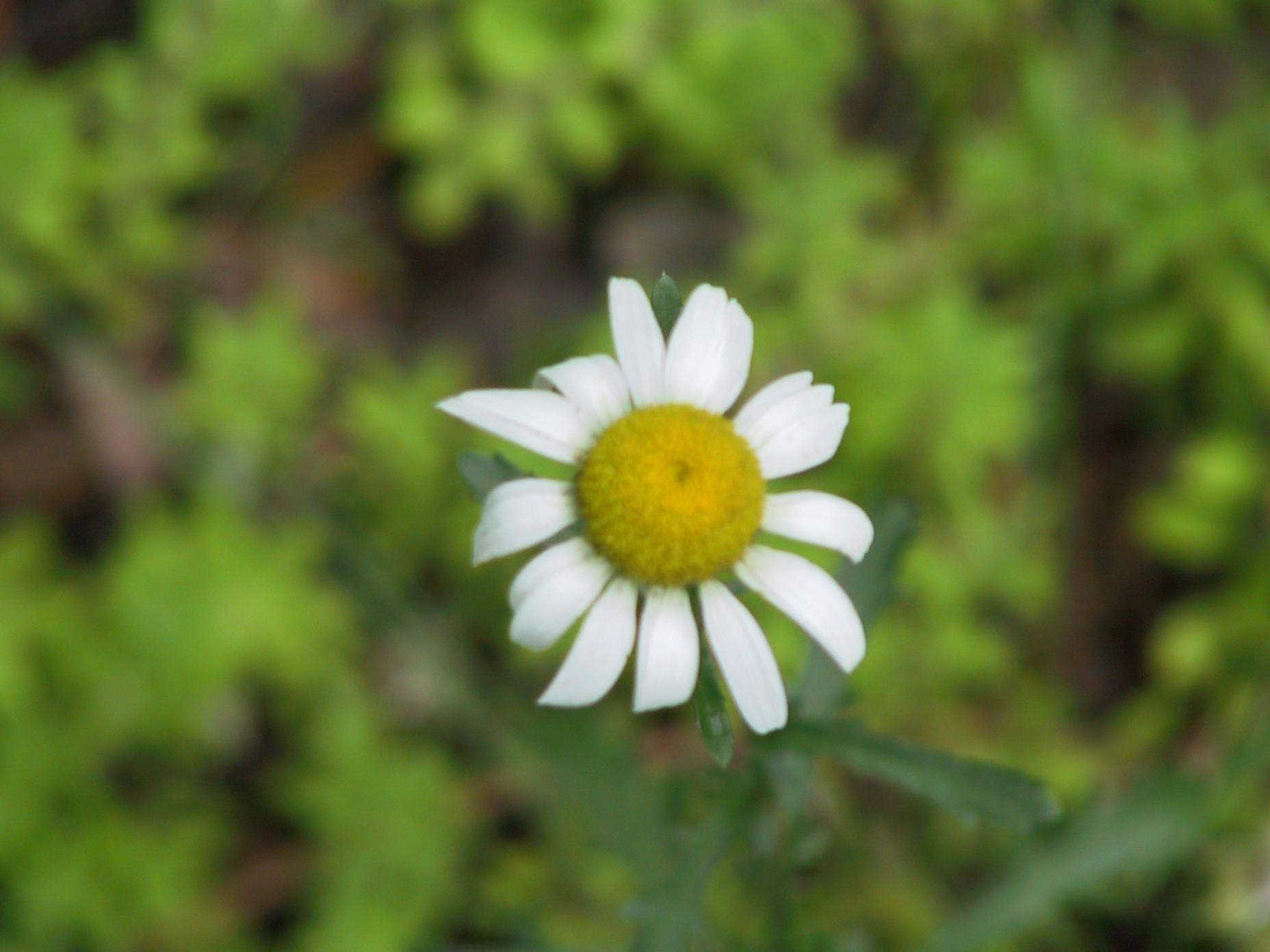 Flower 100