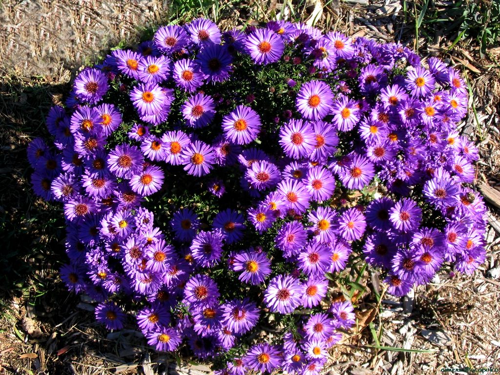 Flower 103
