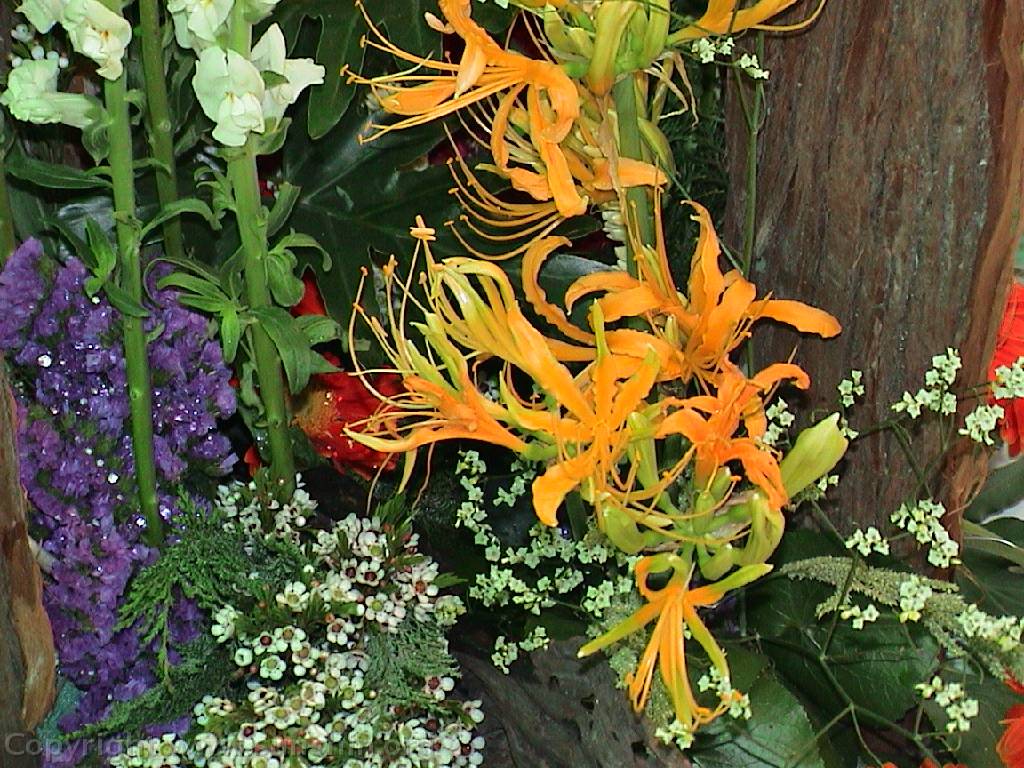 Flower 105