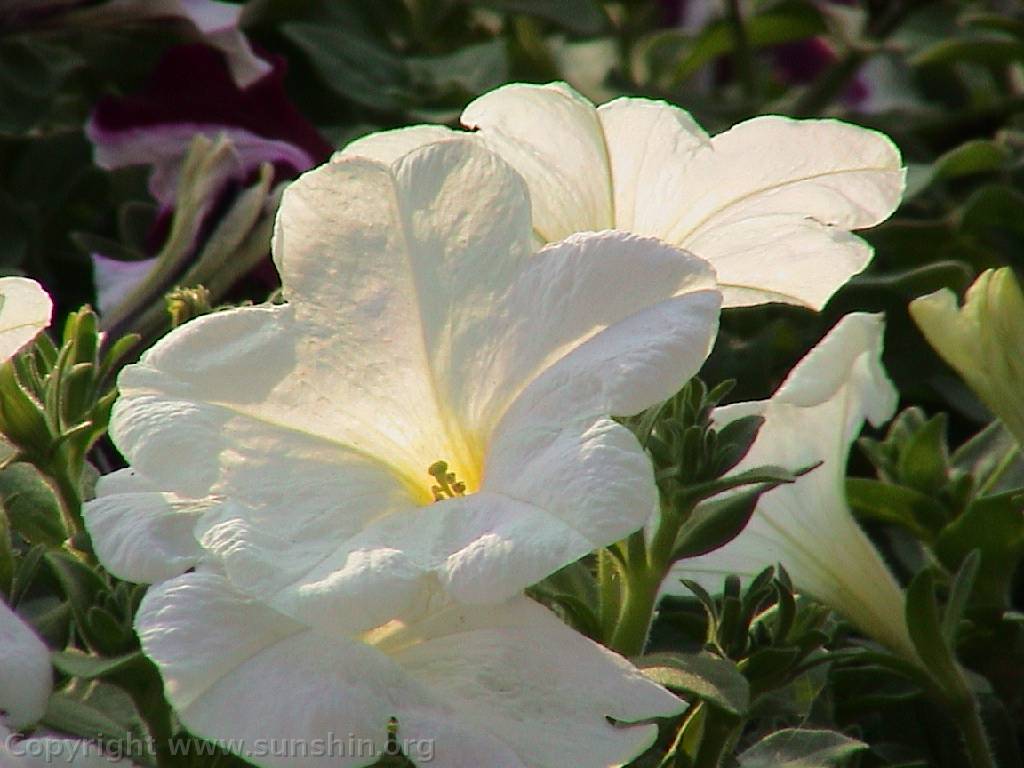 Flower 108
