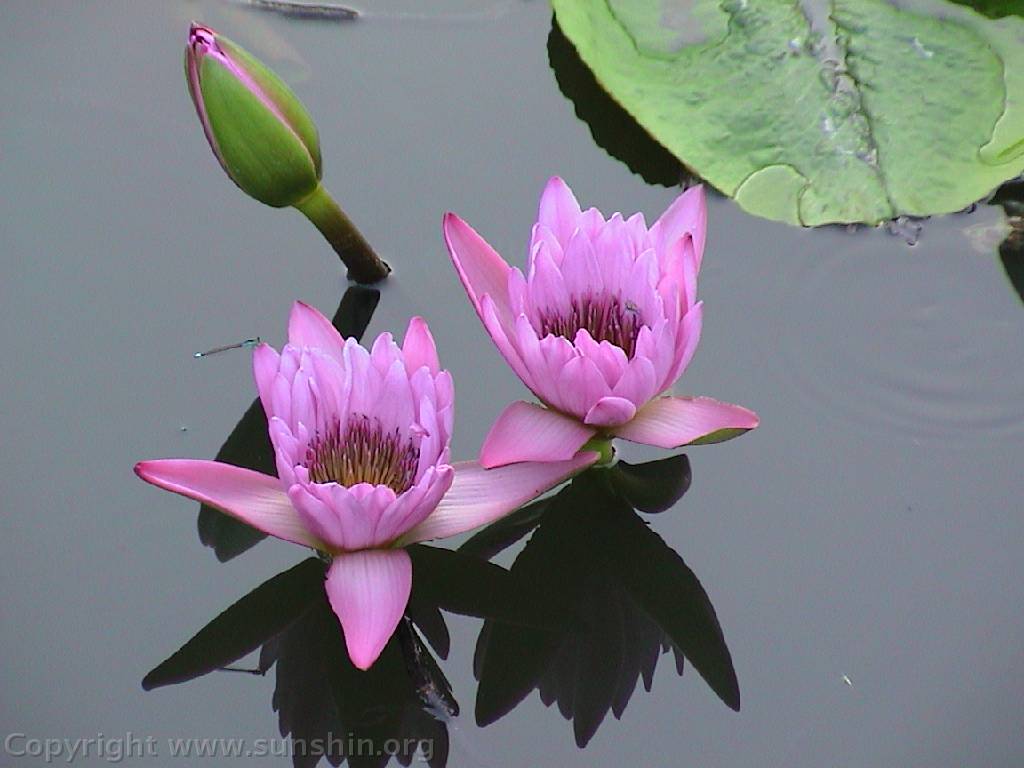 Flower 111