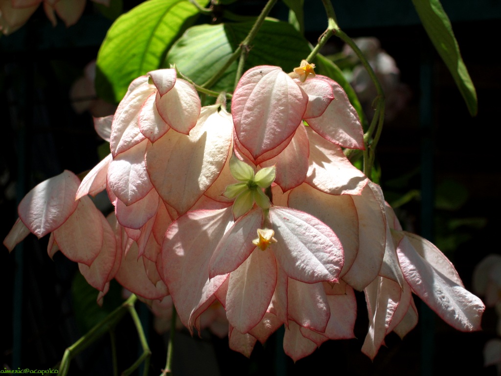 Flower 113