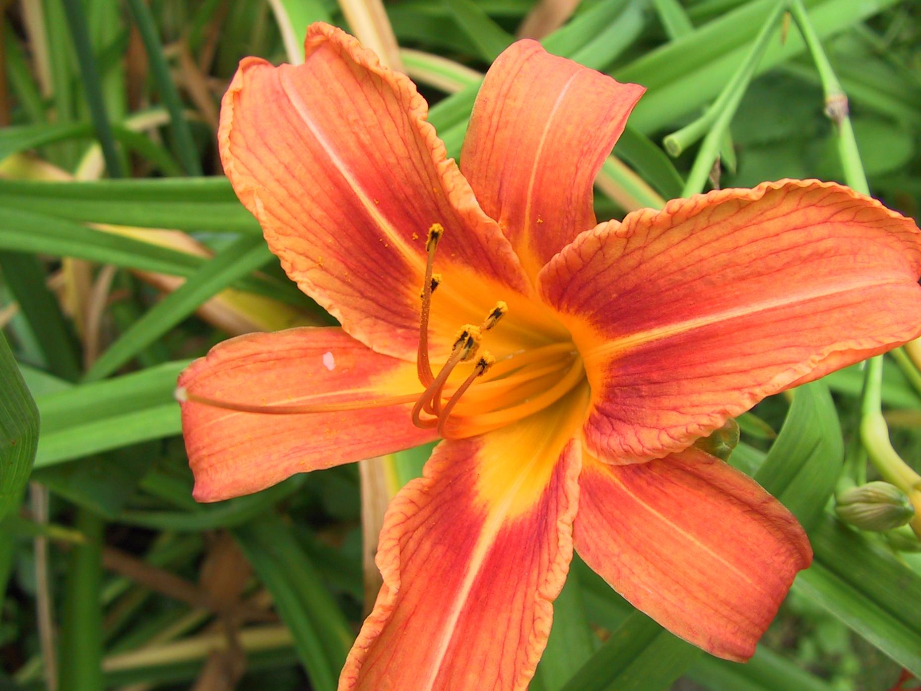 Flower 116
