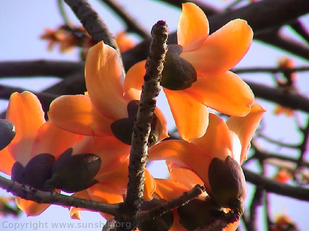 Flower 118
