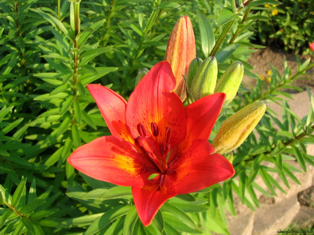 Flower 120