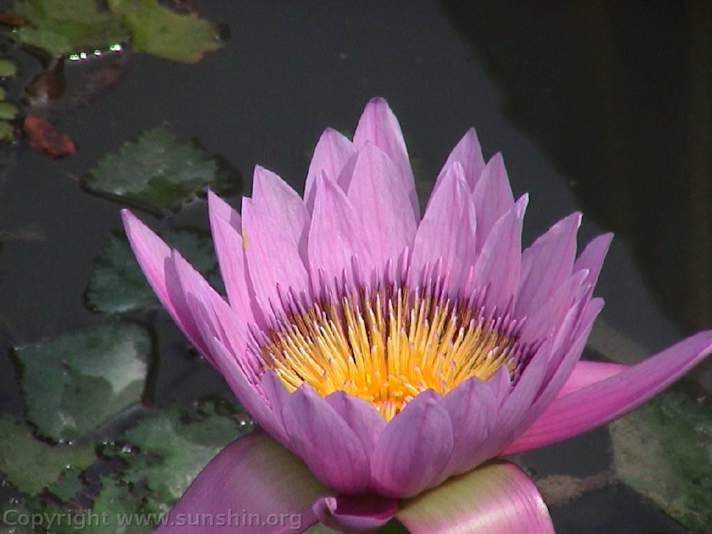 Flower 121