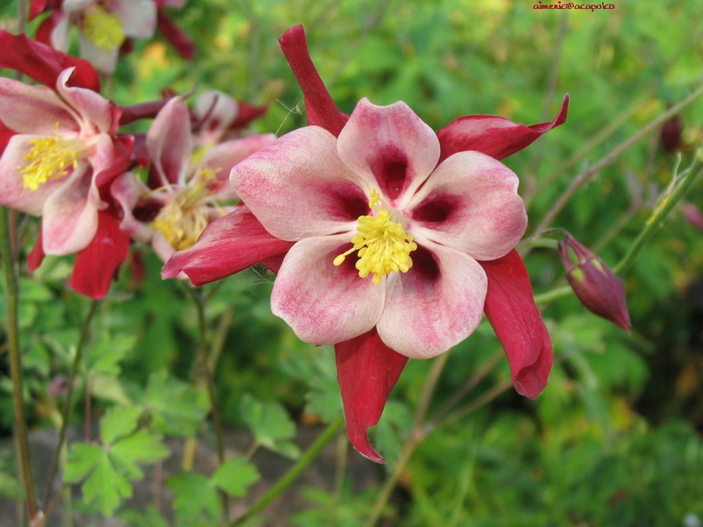 Flower 125