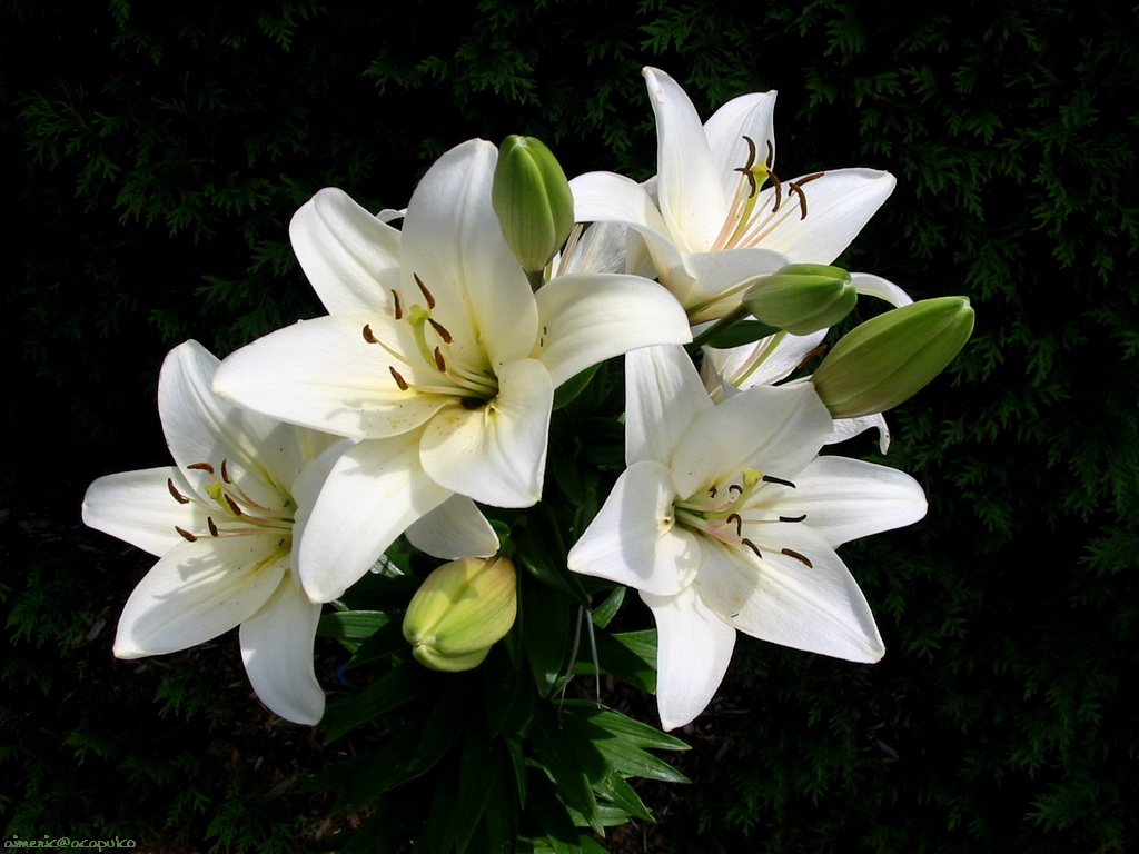 Flower 128