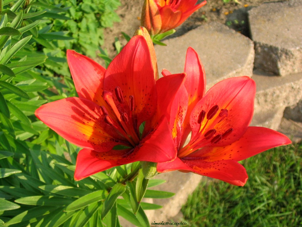 Flower 131