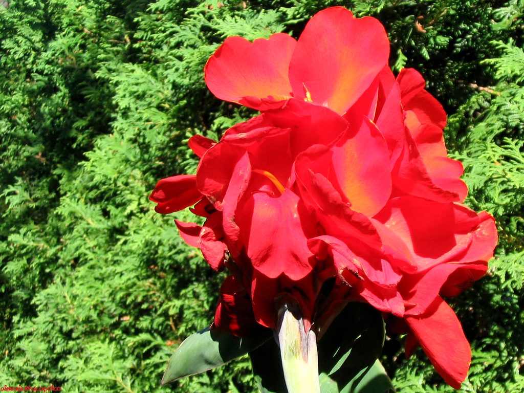 Flower 137