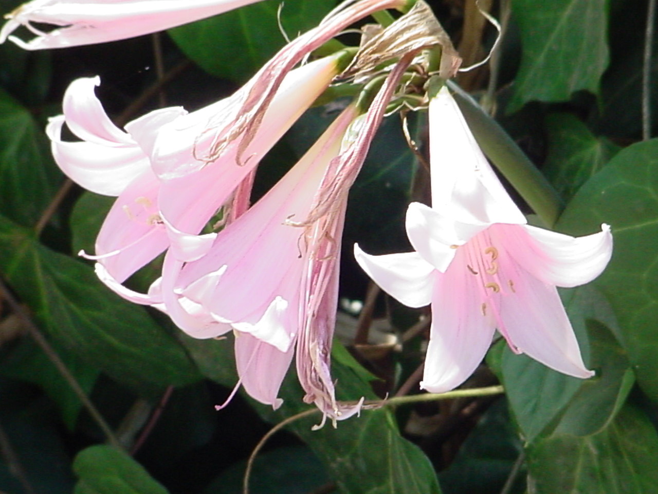 Flower 139