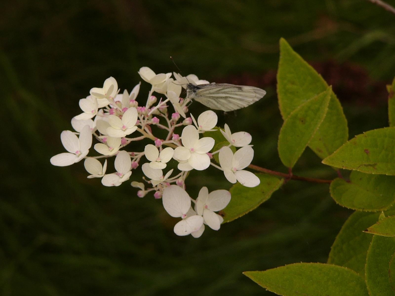 Flower 141