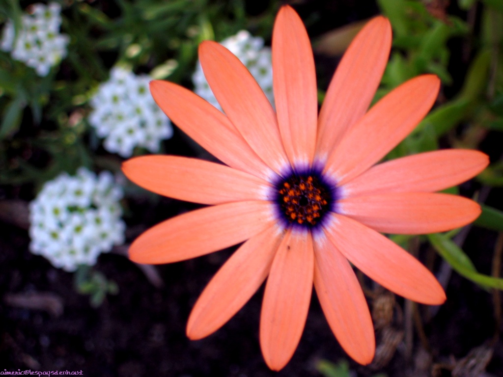 Flower 144