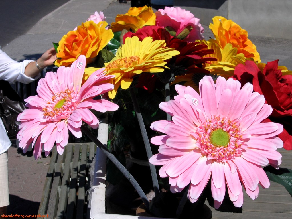 Flower 146