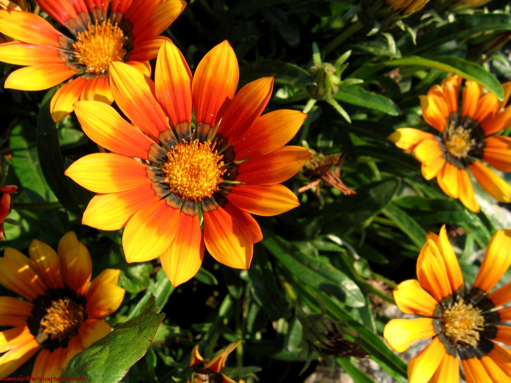 Flower 152
