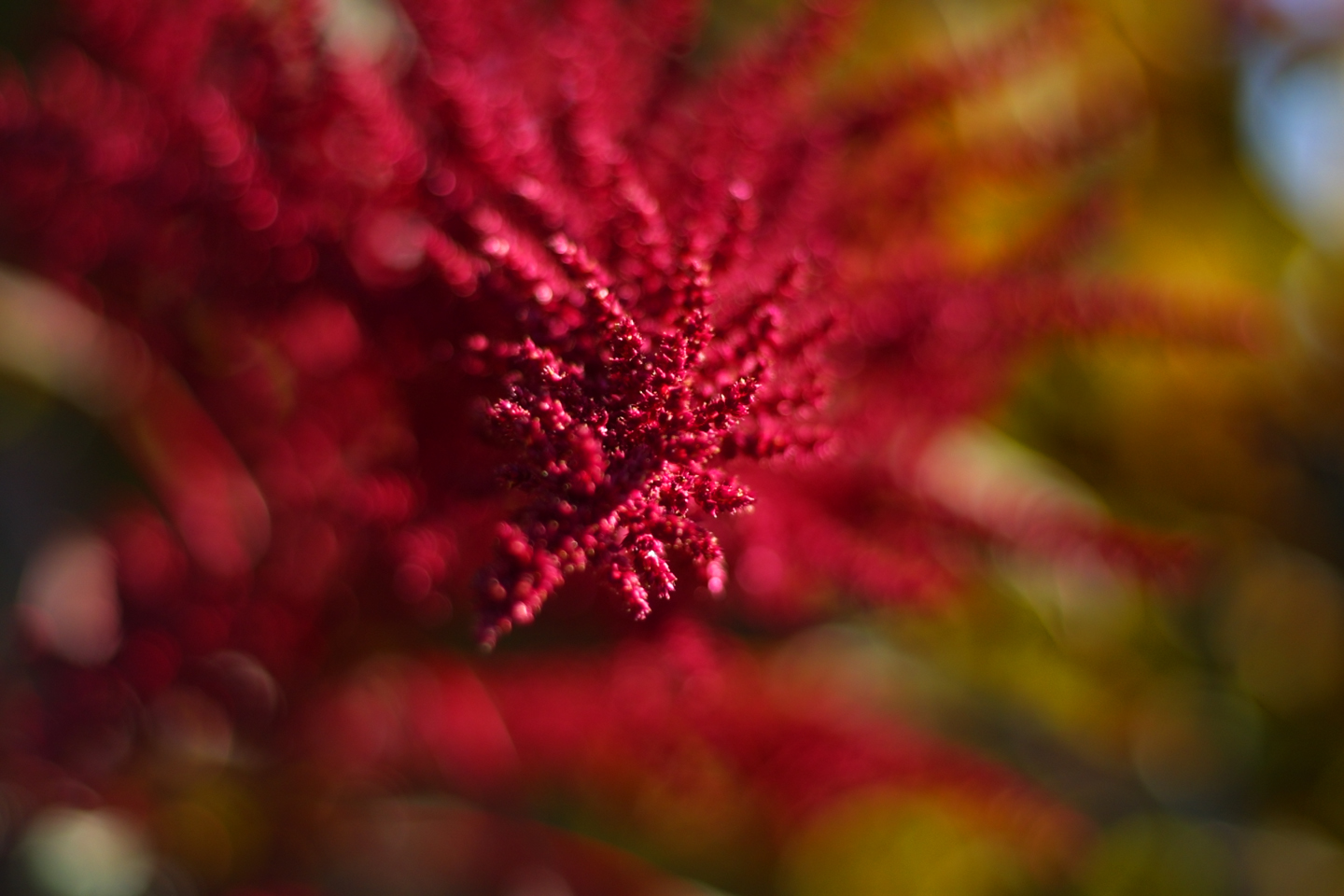 Flower 155