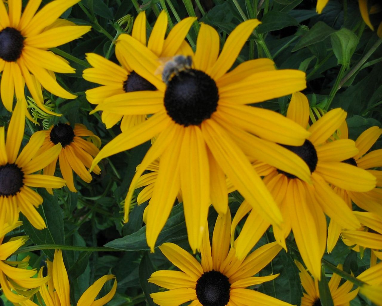 Flower 16