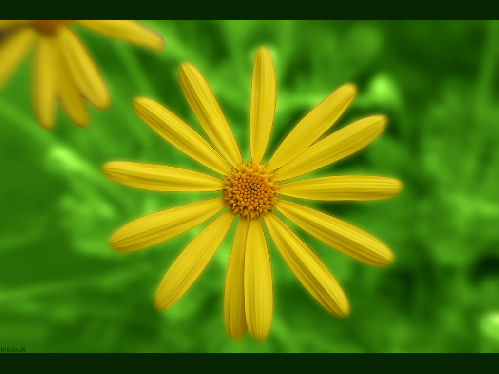 Flower 165
