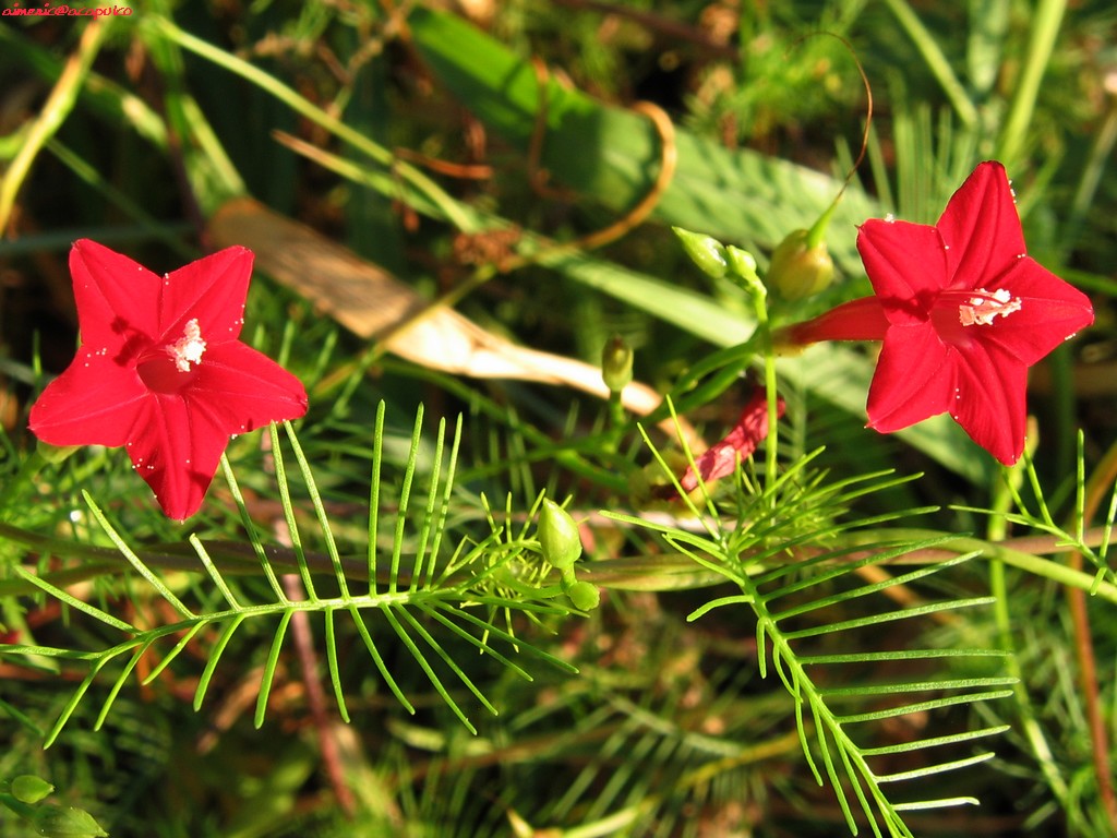 Flower 167