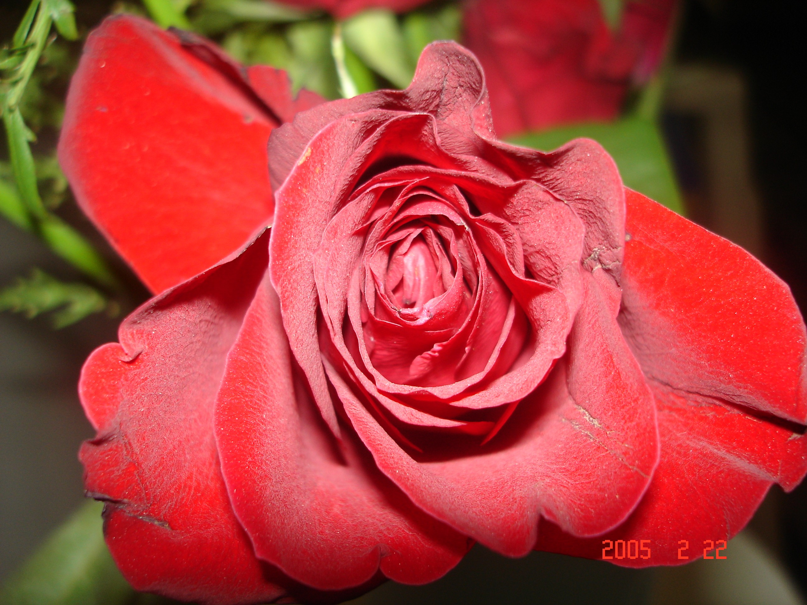 Flower 169