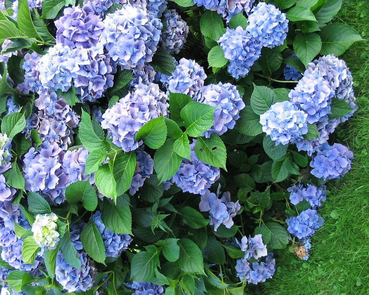 Flower 17