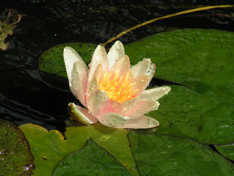 Flower 173