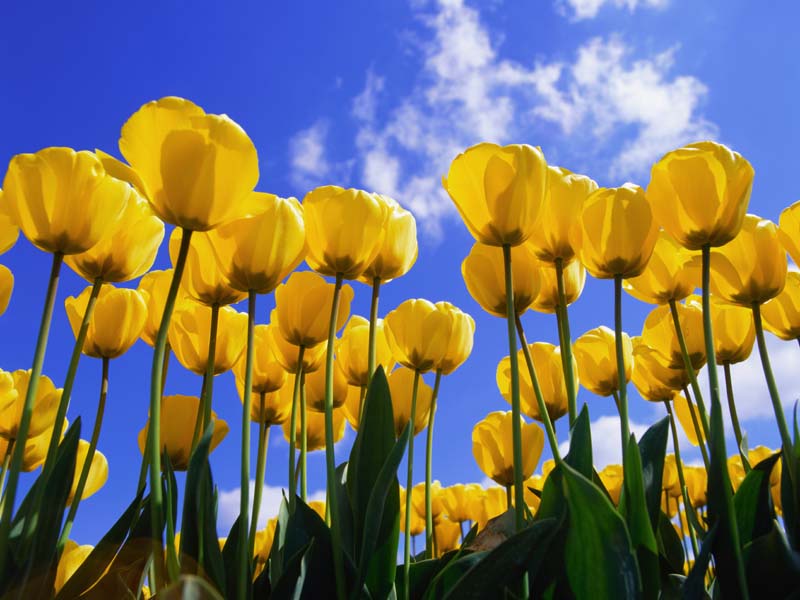 Flower 176