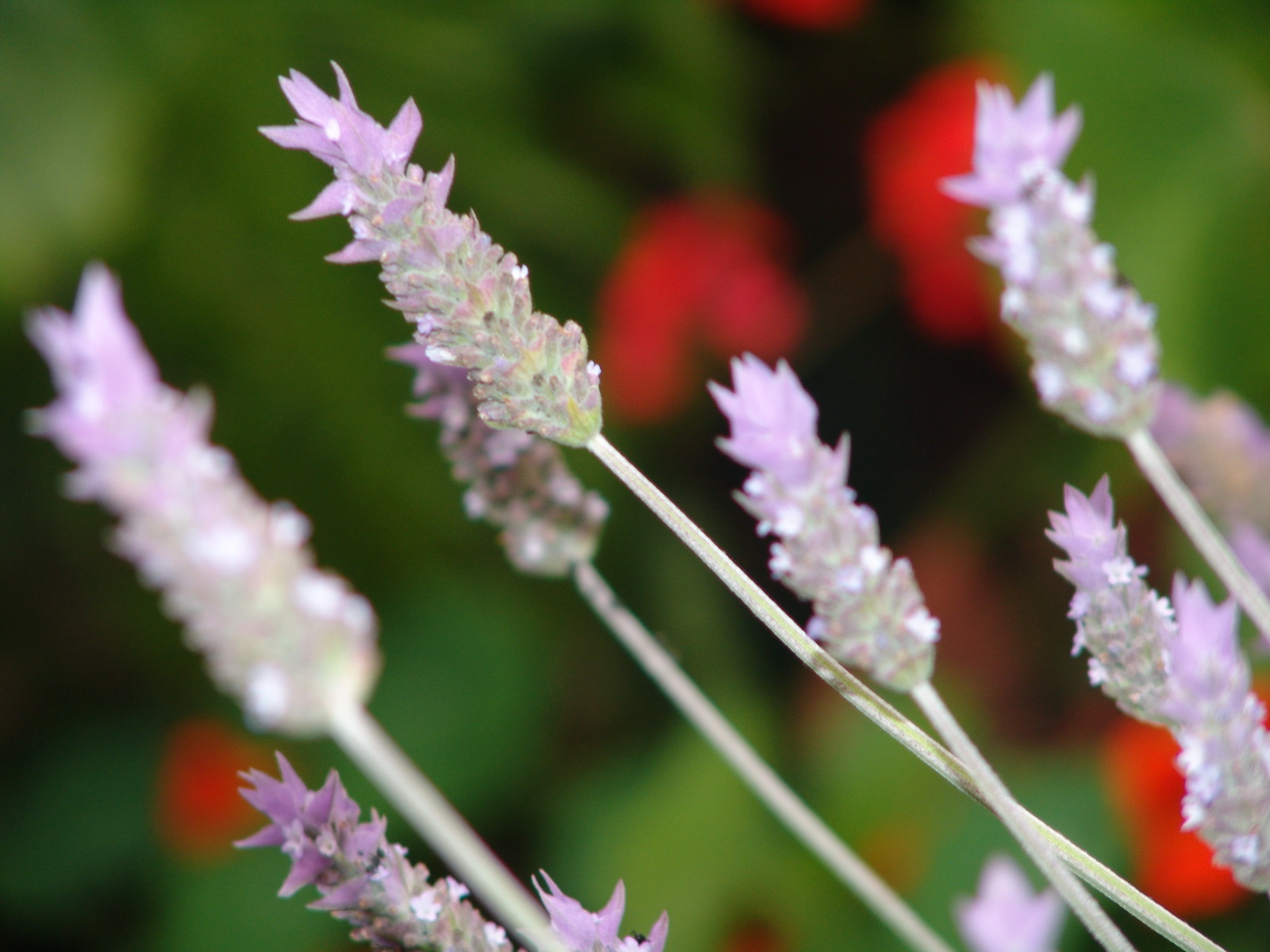 Flower 177