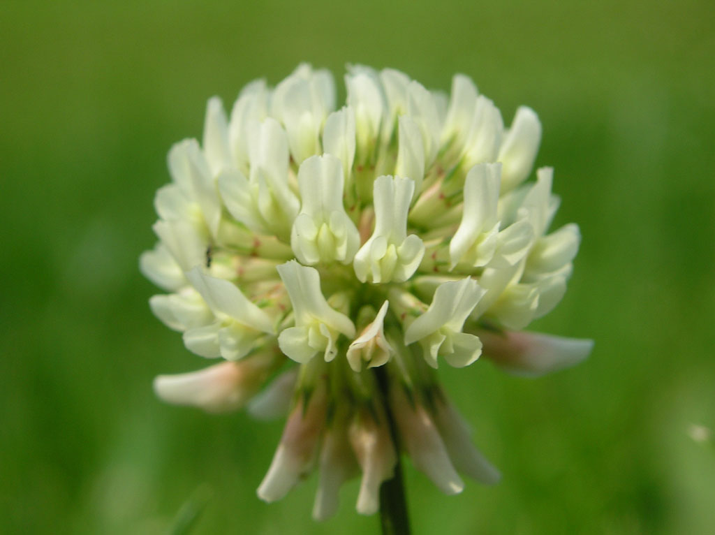 Flower 181