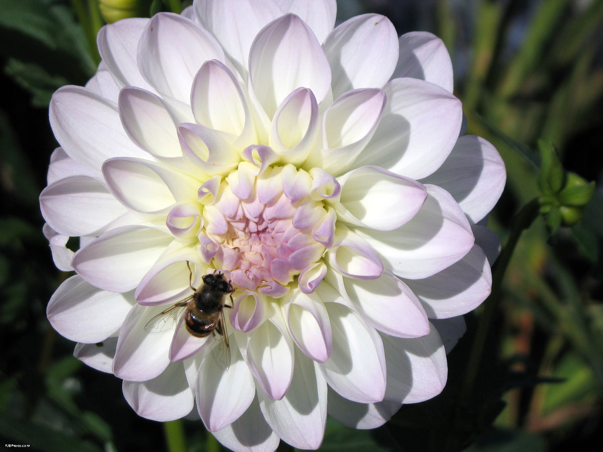 Flower 189