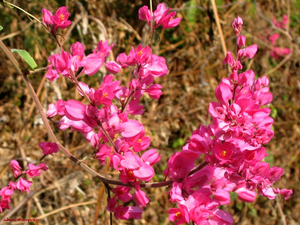 Flower 190