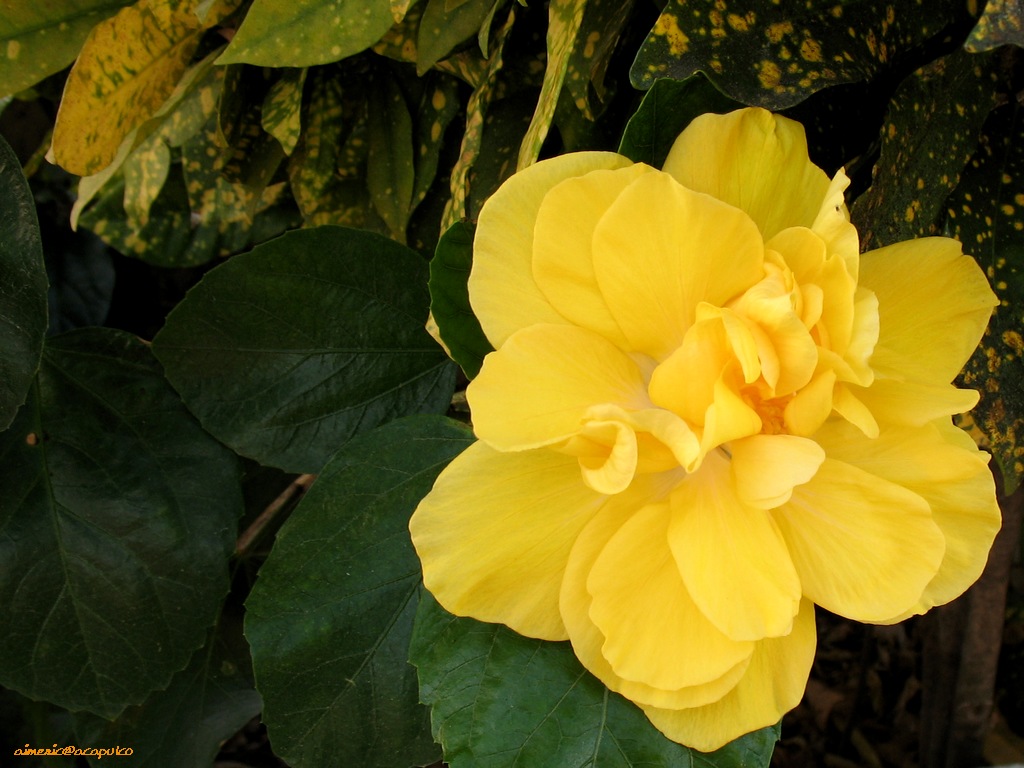 Flower 194
