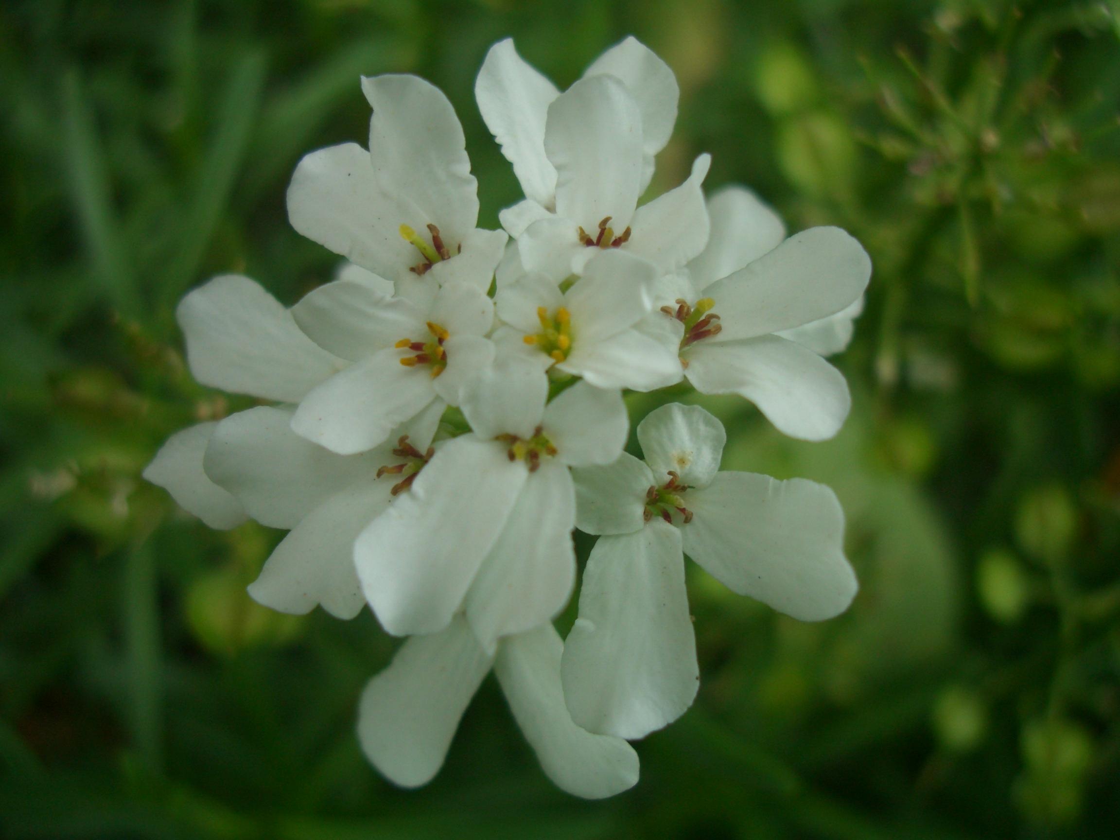 Flower 252