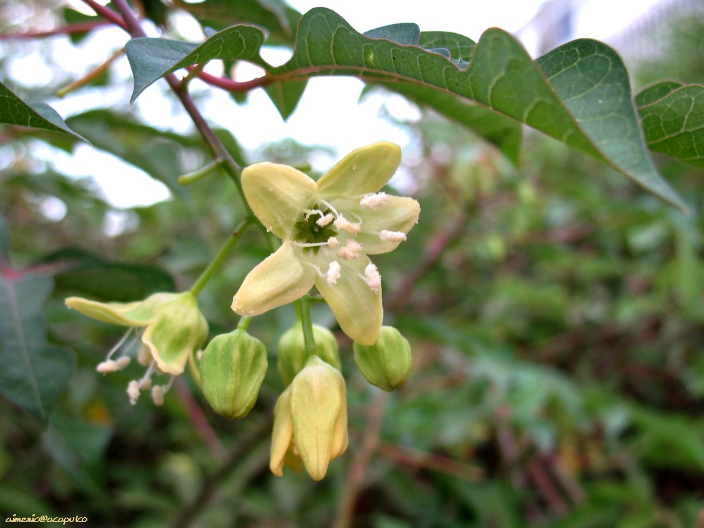 Flower 259