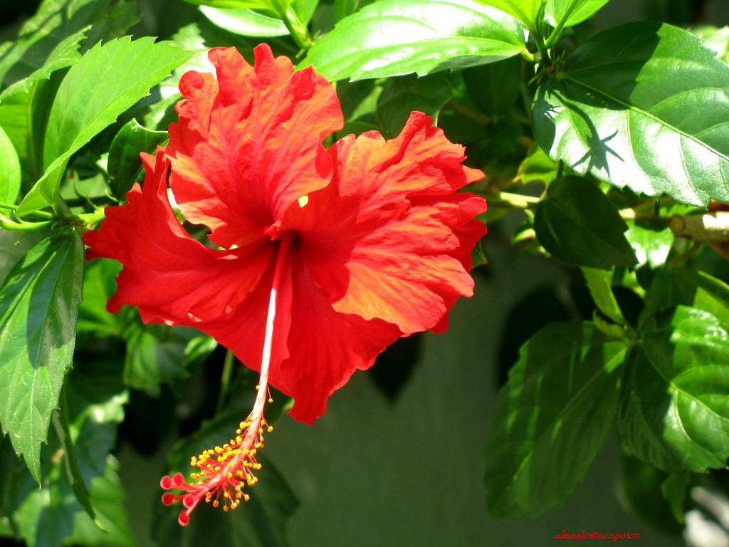 Flower 260