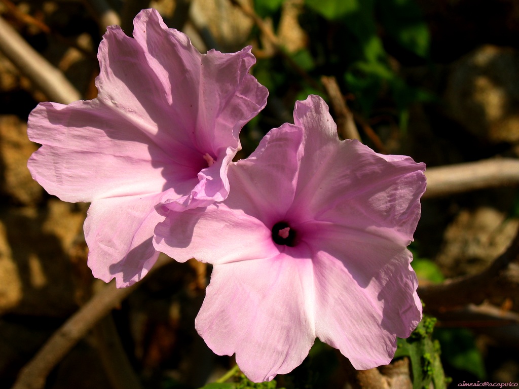 Flower 261