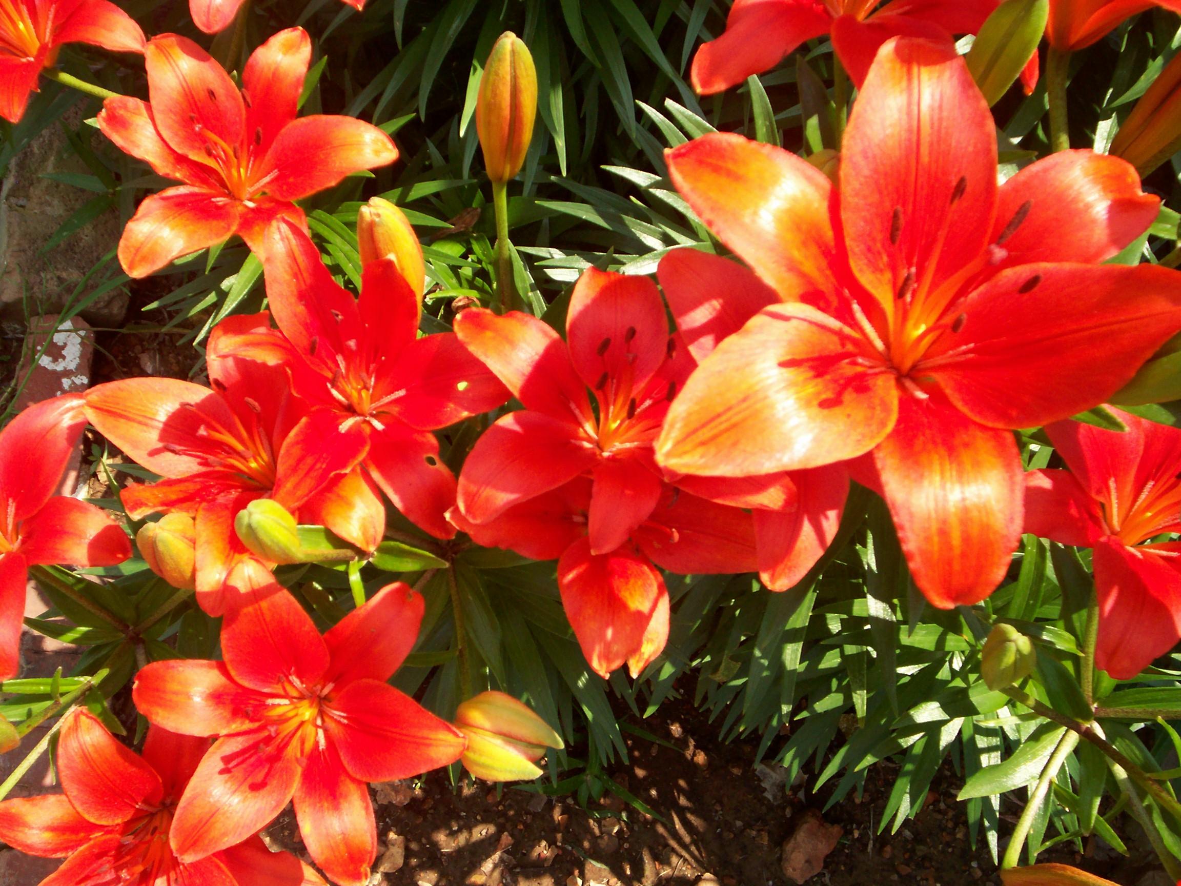 Flower 264