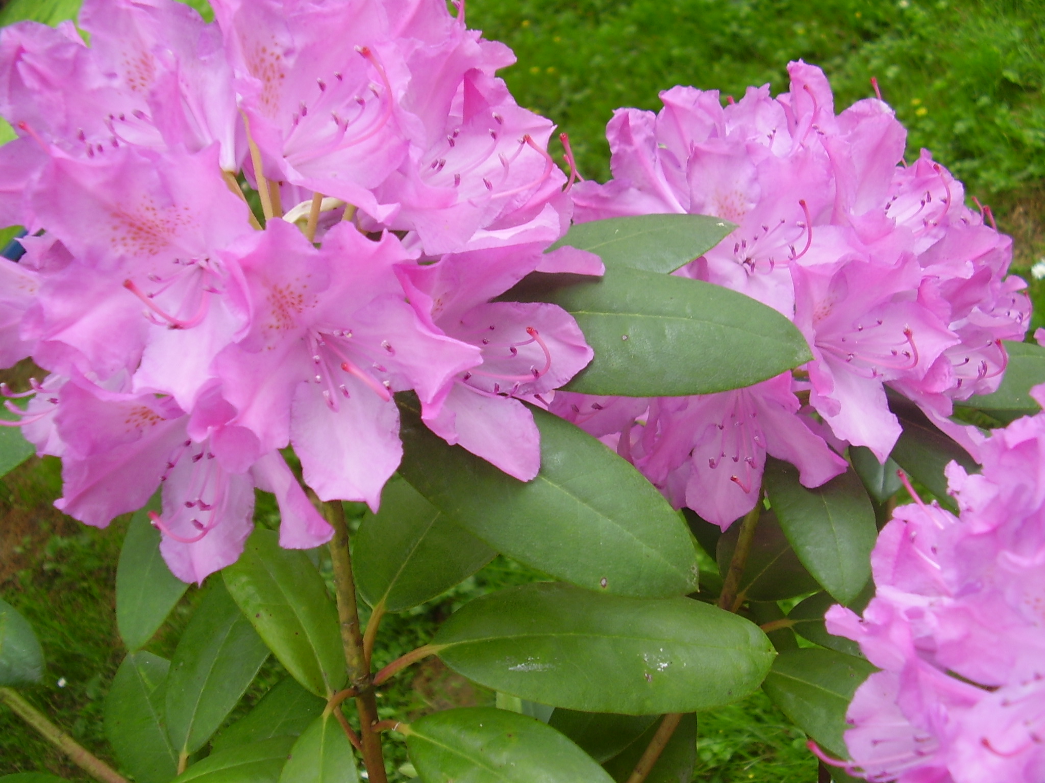 Flower 267