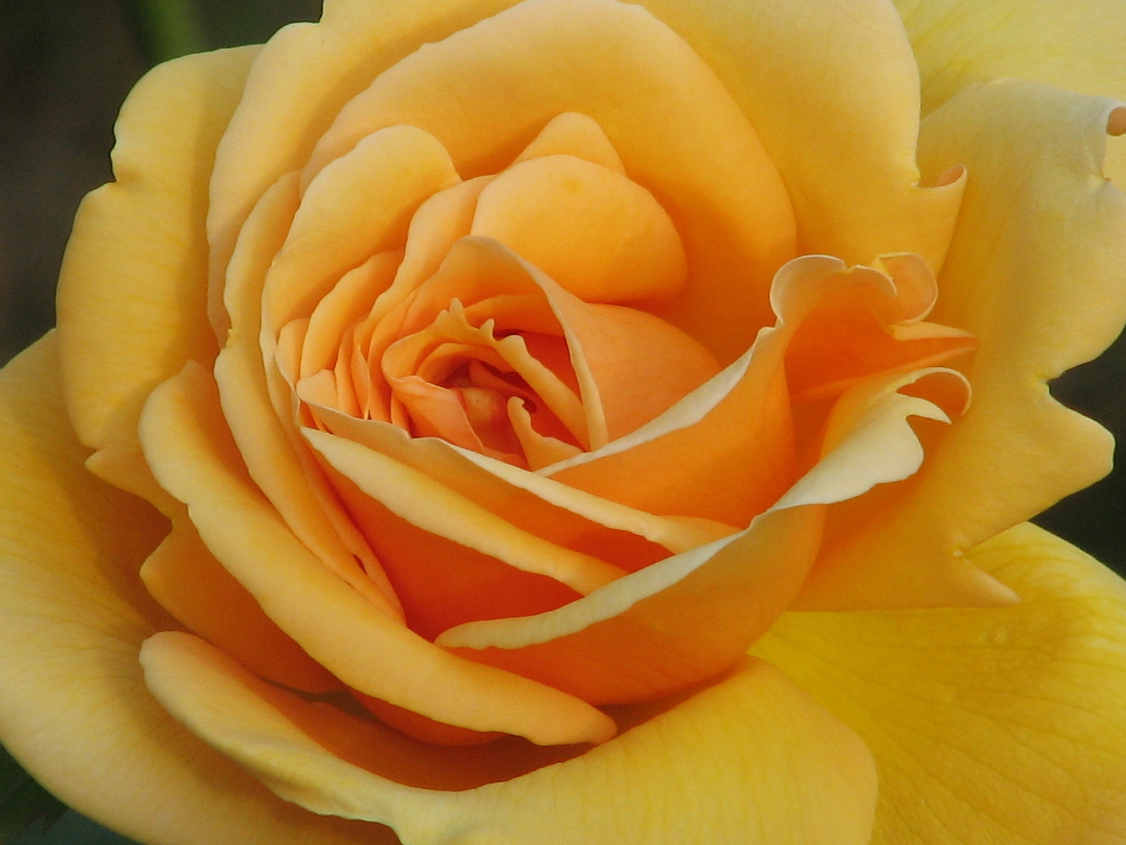 Flower 276