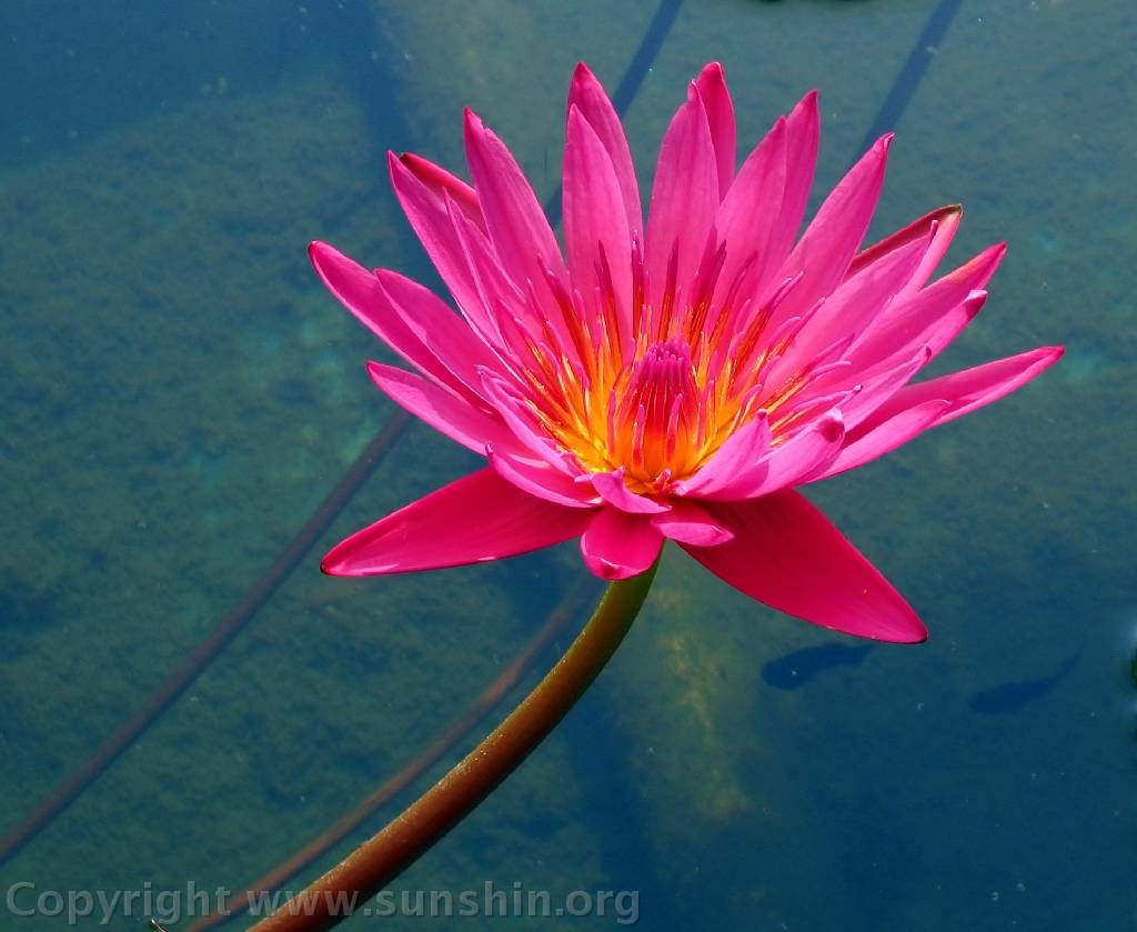 Flower 278