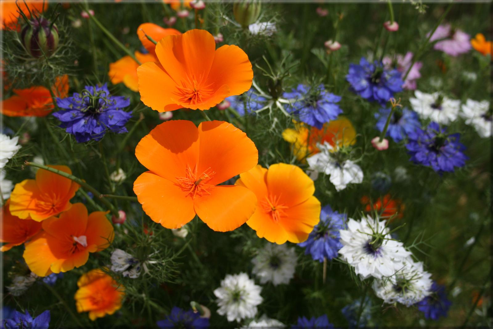 Flower 280