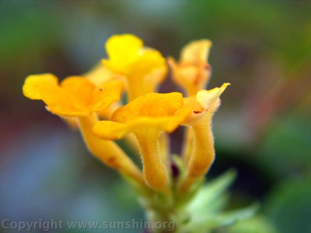 Flower 284