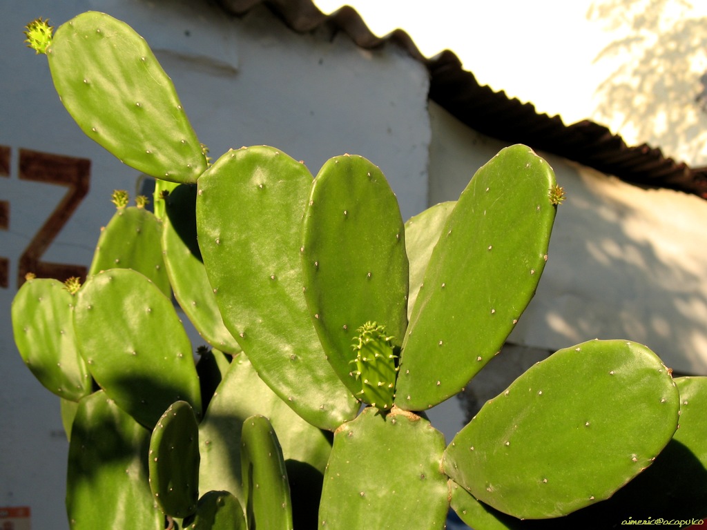 Flower 286