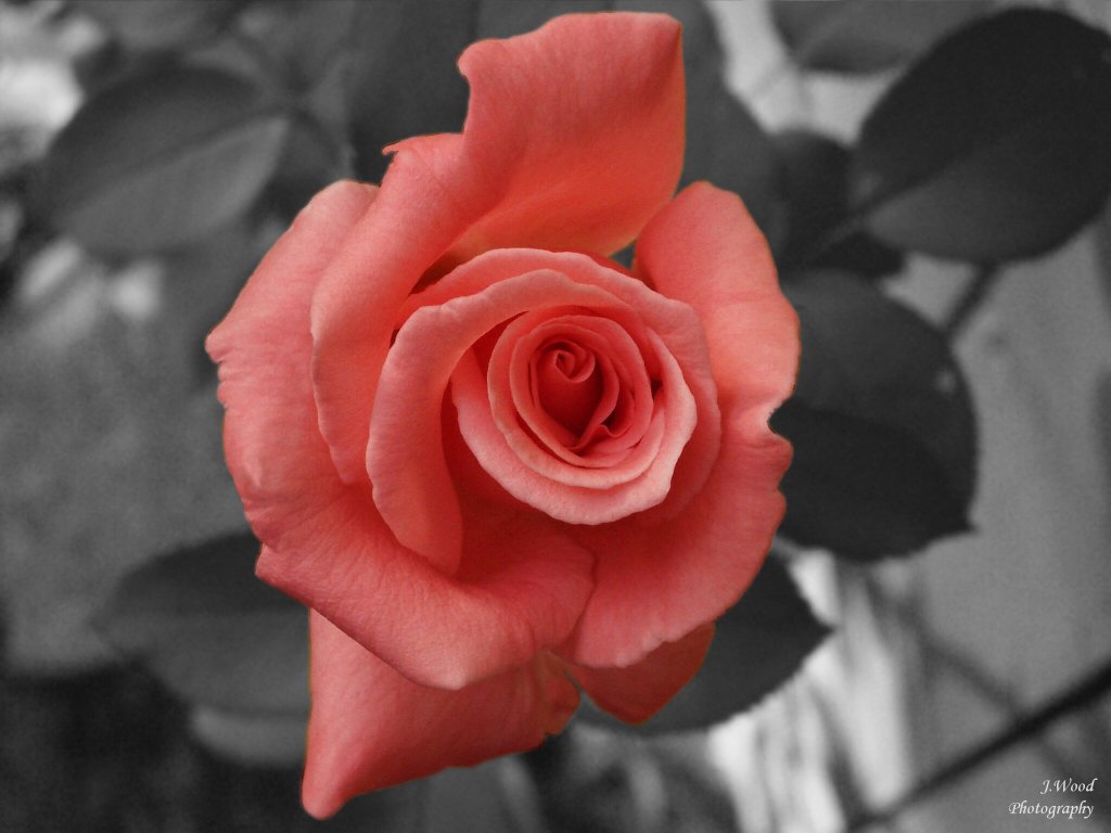 Flower 29