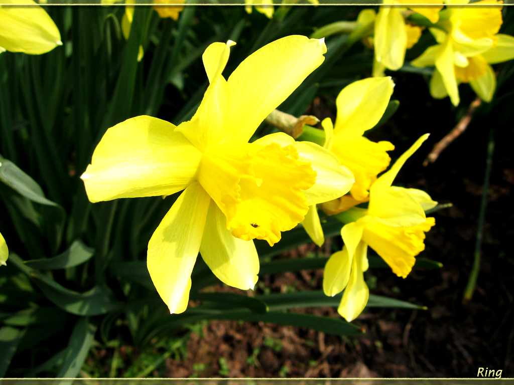 Flower 293