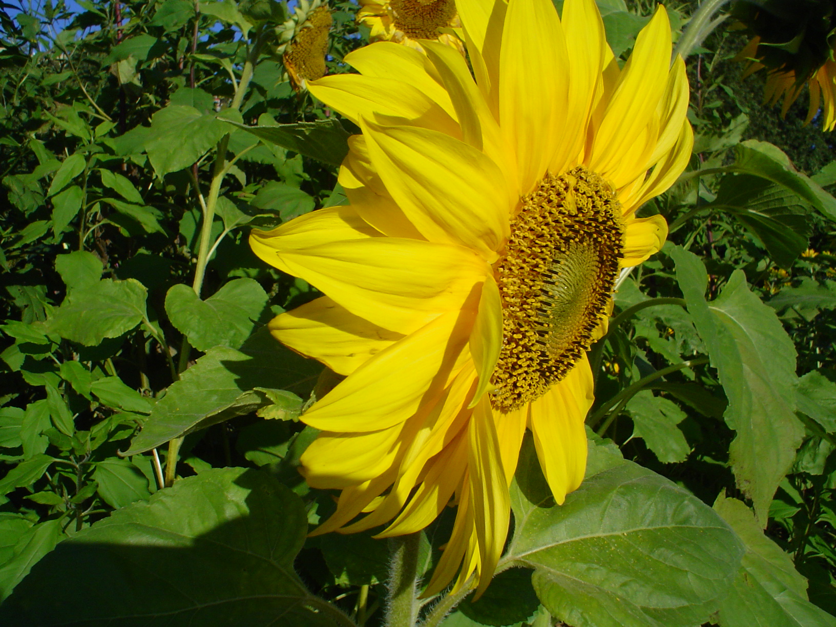 Flower 30